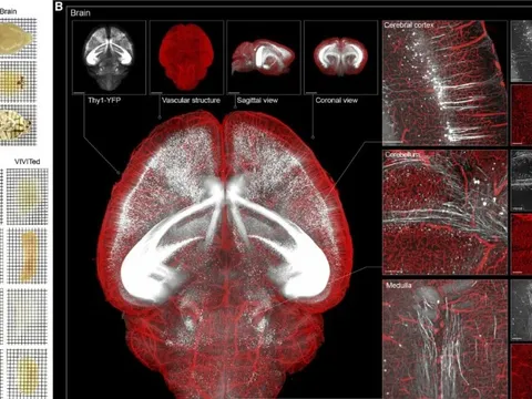 Công nghệ 'thủy tinh ion' mở kỷ nguyên mới cho nghiên cứu mô