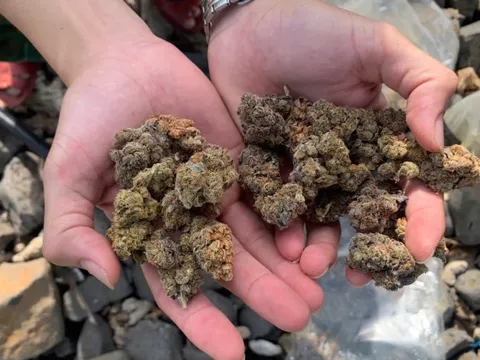 Ăn kẹo không rõ nhãn mác, 2 chị em dương tính với cần sa