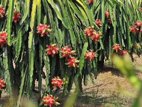 Những lợi ích sức khỏe bất ngờ của trái thanh long