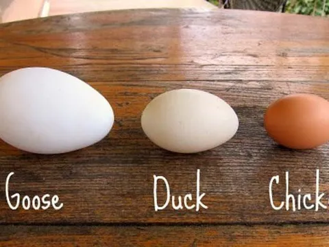 Trứng ngỗng có thật sự tốt hơn các loại trứng khác mà các bà bầu phải cố tìm mua?