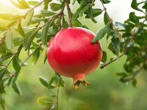 Mùa lựu chín, ăn nhiều trái lựu có thể tăng trí nhớ, giảm nguy cơ mắc bệnh Alzheimer?