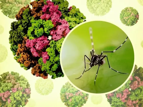 Việt Nam chưa ghi nhận ca mắc Chikungunya