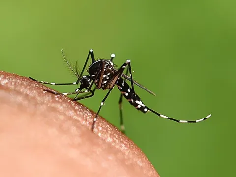 Tại sao một số người bị muỗi chích nhiều hơn người khác?