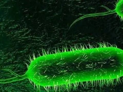 Bệnh tả trên thế giới đang phức tạp, người dân cần chủ động làm gì?