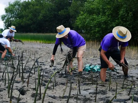 Trồng 11.500 cây đước, chung tay phục hồi rừng ngập mặn đầm Thị Nại