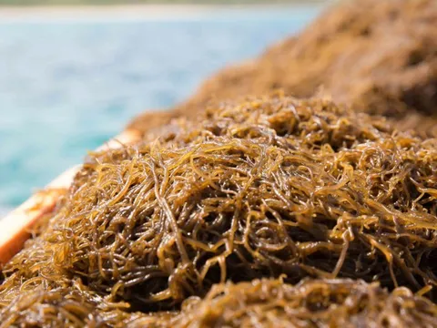 Hoạt chất Fucoidan Nhật Bản - nguồn hy vọng cho sức khỏe