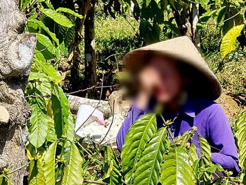 Vụ anh rể phá vườn cà phê em vợ: Xử phạt em vợ 4 triệu đồng vì chung sống như vợ chồng với anh rể