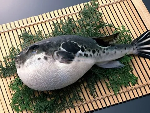 Tử vong do ăn loại cá độc hơn xyanua gấp 275 lần