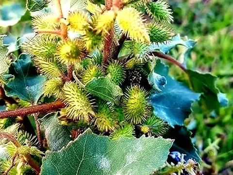 Thuốc quý chữa nhiều bệnh từ cây ké đầu ngựa mọc hoang