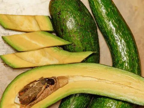 Trái bơ ngon nhiều khoáng chất, có thể sử dụng cho chế độ dinh dưỡng lành mạnh