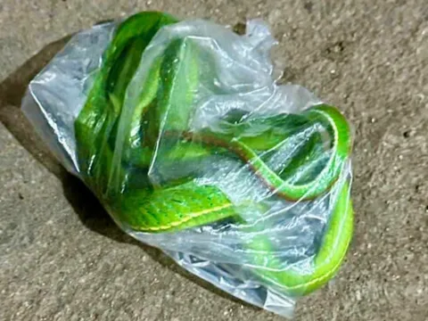 Người đàn ông bắt con rắn lục cắn mình, bỏ vào bọc ni lông mang đến trung tâm y tế