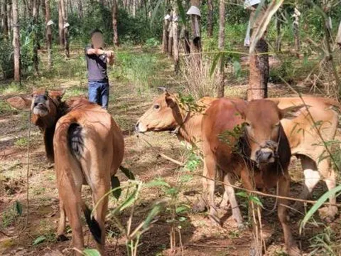 Thanh niên trộm 3 con bò của hàng xóm, mới bán được 2 con thì bị bắt