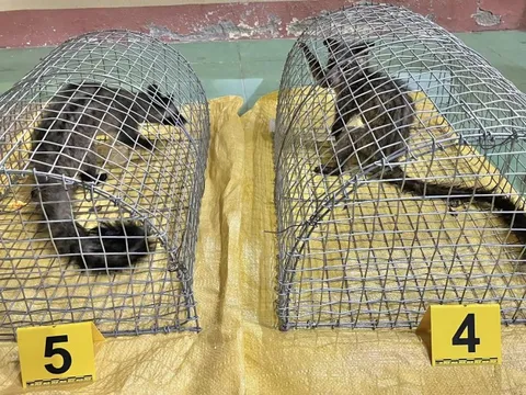 Bộ Công an và Bộ Nông nghiệp - Môi trường cùng ngăn chặn hành vi săn bắt, buôn bán động vật hoang dã