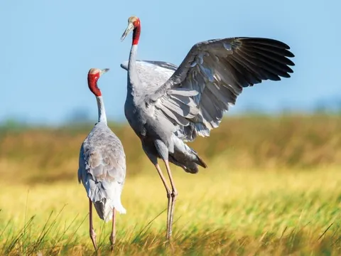 Nhiếp ảnh gia chụp hơn 100.000 bức ảnh tuyệt đẹp về sếu đầu đỏ