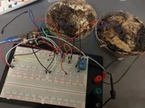 Chế tạo bộ nhớ máy tính từ… nấm