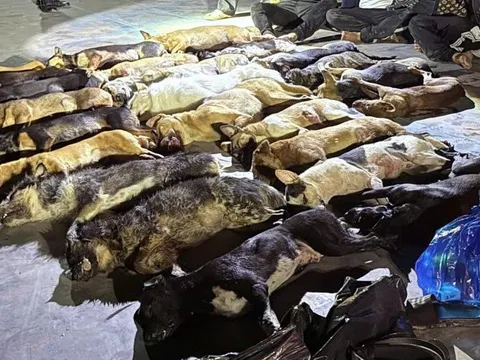 Bắt quả tang nhóm người trộm 24 con chó chỉ trong một đêm
