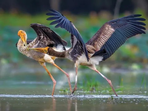 Thi ảnh thiên nhiên hoang dã không phải để săn ảnh