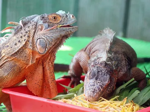 Mua rồng Nam Mỹ về nhân nuôi rồi bán trên mạng, kiểm tra lộ ra trại nuôi cả trăm con không phép
